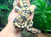 Yellow Belly Fire Desert Ghost Royal Python at Birmingham Reptiles