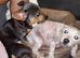 Fenchie x dachshund x westie pups
