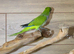 Baby Green Quaker,30
