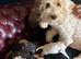 F1b cockapoo pups