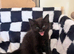 2 adorable kittens looking for their forever home