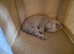 Beautiful British shorthair kittens.