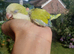 Hand reared super tame Quaker monk parrot