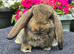 French Lops available for Reservation.