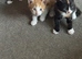 Beautiful kittens - Ready Now