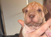 Beautiful puppies ( shar pei)