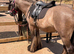 Ride and drive gelding