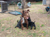 5 patterdale terrier pups ready now