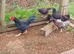 Cornish Game Bantam Pullets (females) & Stags (males)