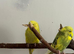 Exhibition baby budgie