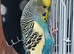 Bonded Pair of budgies