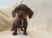 Dachshund puppy