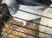 High Flyer Pigeon, Healthy and Active