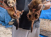 Ferrets for sale