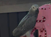 3 years old very friendly African grey