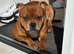 Staffordshire bull terrier - QUALITY STUD - full pedigree - ** champion bloodline**