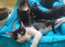 Sphinx cross kittens