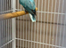 Baby lovebirds