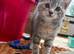 2 Gorgeous Grey Kittens