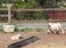 4 Pigmy nanny’s in kid, 1 pigmy nanny & kid at foot
