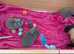 TICA registered Russian blue kittens