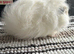 Bonded swiss boars