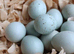 Celedon Quail - Blue egg layers
