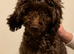 F1 cockopoo Puppys