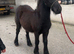 Drummersdale Albert 5 months old colt