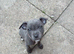 Ocean the staffy