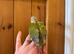 Silly Tame Conure Babies For Sale