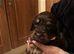 Cocker spaniel puppies