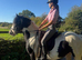Flashy coloured cob gelding