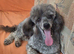 1 beautiful male puppie
