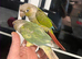Conure for sale