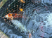 lots of gorgeous koi for sale