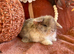 Mini lop babies