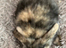 Female mini lops