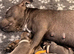 STUNNING BLUE/FAWN & BLUE/WHITE STAFFORDSHIRE BULLTERRIER PUPPIES FOR SALE