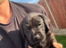 KC registered health tested Labrador puppies