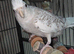 Zazu the cockatiel