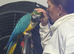 4-5 year old B&G macaw