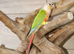 Pineapple Conure,31