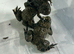 Yellow bellied toad froglets