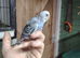Baby budgies for sale