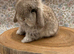 pure bred mini lops