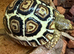 Leopard Tortoises-Stunning  RARE HIGH WHITE Hatchlings