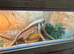 Baby bearded dragon + 3ft viv