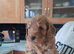 Exceĺent cockerpoo puppies 1 male