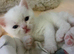 Adorable half persian sisters for sale